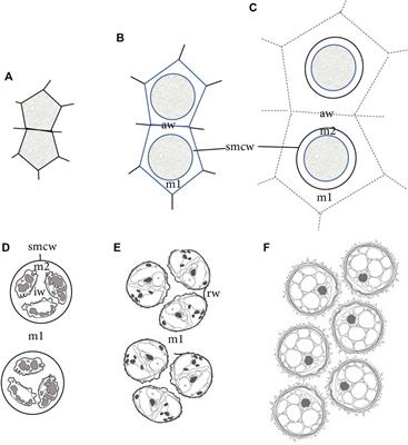 Sporogenesis in Physcomitrium patens: Intergenerational collaboration and the development of the spore wall and aperture